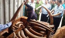 Bắt giữ 2 container ngà voi, vảy tê tê giấu trong gỗ trị giá hơn 20 tỷ