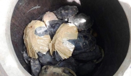 Bắt giữ 66 cá thể rùa quý hiếm nhập lậu từ Campuchia