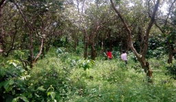 Hàng trăm cảnh sát truy bắt nhóm nghi can vụ bắn chết 3 cán bộ bảo vệ rừng