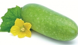 Tác hại khôn lường khi dùng bí đao sai cách