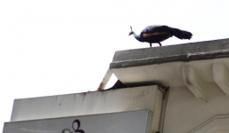 Người dân Sài Gòn leo lên mái nhà vây bắt chim khổng tước quý hiếm