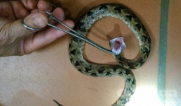 Nam thanh niên bị rắn cực độc cắn khi đi vệ sinh tại nhà hàng