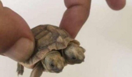 Rùa 2 đầu cực hiếm tại Iran