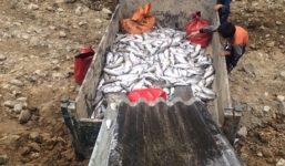 Điều tra nguyên nhân cá hồi Sa Pa đột nhiên chết hàng loạt