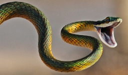 24 loài giết người nhiều nhất trên hành tinh