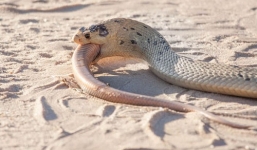 Cận cảnh rắn hổ mang đói nuốt chửng đồng loại