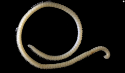 Phát hiện 'quái vật' có 4 dương vật, 200 tuyến độc, 414 chân