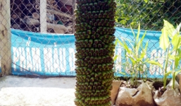 Quảng Nam: Dân đổ xô đi xem buồng chuối hơn 100 nải