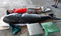 Bắt được cá tra dầu 'khủng' nặng 130 kg