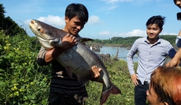 Hàng trăm người săn cá 'khủng' dưới chân đập thủy điện Trị An