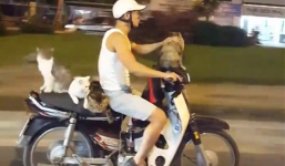 'Người vận chuyển' chở 4 chú mèo trên phố khiến báo Anh kinh ngạc