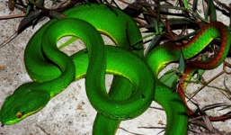 Hà Nội: 3 em bé bị rắn lục đuôi đỏ cắn phải nhập viện