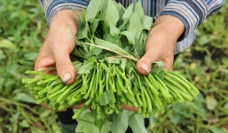 Bí quyết trồng rau muống tại nhà ăn quanh năm