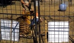 Video nữ huấn luyện viên bị hổ tấn công điên cuồng trong lồng sắt