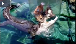 Clip: Cô gái khóc thét khi giáp mặt với cá sấu