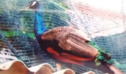 Công an xác nhận sư thầy miền Tây mất trộm khổng tước quý hiếm