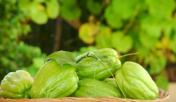 Cách trồng su su trong thùng xốp sai trĩu quả