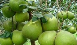 Mẹo chọn bưởi ngon, mọng nước chuẩn nhất hiện nay