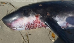 Phát hiện sinh vật biển bí ẩn dạt vào bờ biển Australia