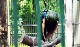 Thượng Tọa 'khuyên' nhà sư hiến khổng tước cho Thảo Cầm Viên