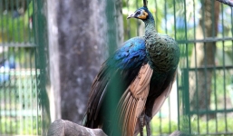 Sư thầy miền Tây nhận là chủ chim khổng tước quý hiếm ở Sài Gòn