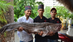 Nhà hàng ở Sài Gòn sở hữu cặp cá hô và cá leo khổng lồ giá 200 triệu 