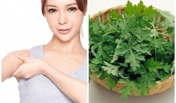 Tự trồng ngải cứu - Cây thuốc quý trong nhà