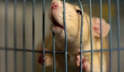 New Zealand thực hiện chiến dịch chi hàng Triệu đô để diệt chuột