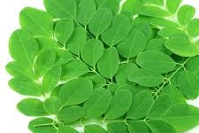 Hướng dẫn 3 phương pháp tự trồng cây chùm ngây quý giá tại nhà