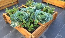 Phương pháp tự trồng bắp cải trên sân thượng đảm bảo ra cây