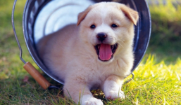 Mẹo chọn chó khôn giúp bạn muôi dạy dễ dàng hơn