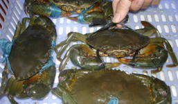 Mẹo chọn cua biển ngon không phải ai cũng biết