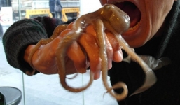 Video: Bạch tuộc ngoe nguẩy trong miệng thực khách