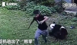 Trêu gấu trúc 'lấy le' với bạn gái, chàng trai bị quật ngã