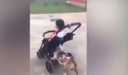 Video: Chú chó đẩy cậu chủ đi dạo mỗi buổi sáng