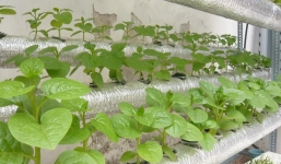 Hướng dẫn tự trồng rau thủy canh tại nhà 