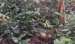 Phát hiện xác chết đang phân hủy trong rừng