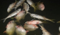 Sở Xây dựng: Cá chết tại Hồ Linh Đàm không có gì quá bất thường