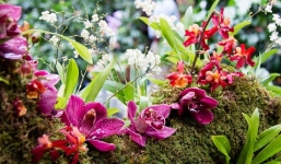 Khám phá 4 loài hoa có vẻ đẹp độc đáo mê hoặc lòng người