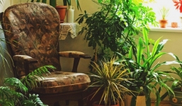 8 loài hoa và cây đặc biệt có tác dụng xua đuổi côn trùng