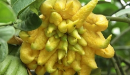 Mách các mẹ 4 mẹo chữa ho cho bé dưới 1 tuổi cực hay