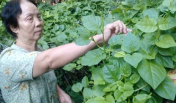 Trồng mồng tơi tại nhà tươi tốt quanh năm