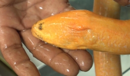 Bắt được lươn vàng kỳ lạ 50 triệu đồng không bán ở miền Tây