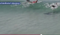 Du khách hoảng hốt phát hiện cá mập bơi ngay dưới ván lướt