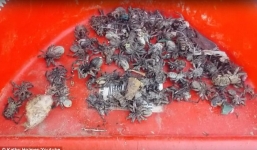 Hoảng hốt khi phát hiện hàng nghìn con nhện trong nhà