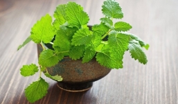 Cách đơn giản nhất để trồng cây gia vị tại nhà cho bữa ăn hàng ngày
