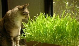 Mách bạn cách trồng cỏ mèo từ hạt giống cho người nuôi mèo