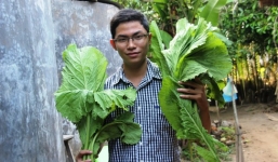 Kỹ thuật trồng rau cải xanh để có một vườn rau sạch an toàn tại nhà