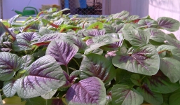 Tuyệt chiêu trồng rau dền tại nhà - Nói không với rau củ phun hóa chất