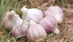 Bội thu với cách trồng tỏi trong thùng xốp siêu năng suất